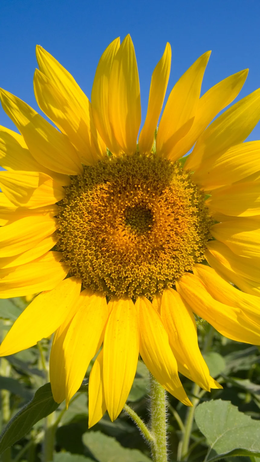 Secrets to Harmonious Relationships